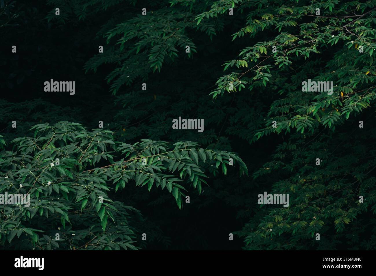 Alberi a foglia verde intenso su uno sfondo di foresta tropicale scura Foto Stock
