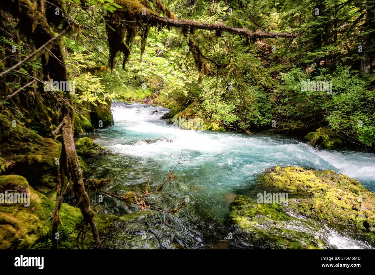 Alberi muschiosi incorniciano un ruscello limpido e impetuoso. L'acqua turbina sui massi, schiumosa di energia. La luce del sole filtra attraverso una fitta chioma verde. Sensazione di natura selvaggia Foto Stock