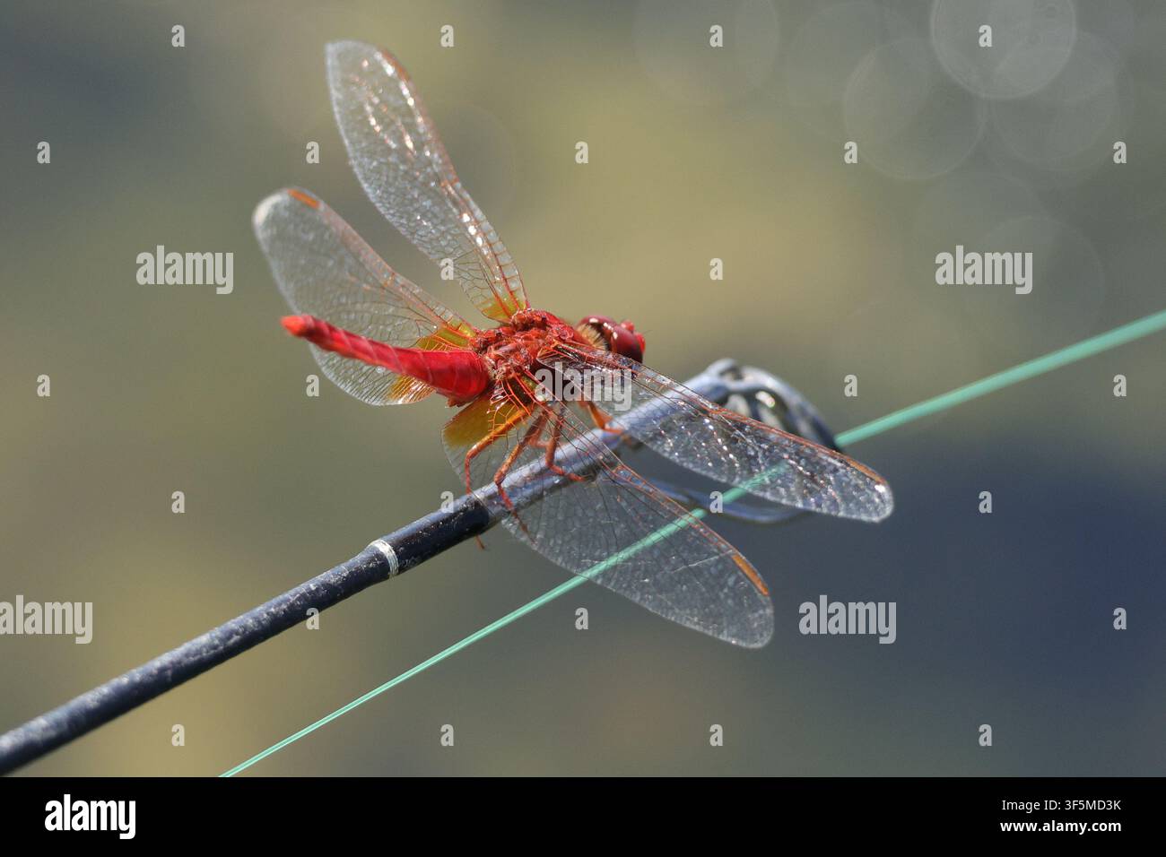 Primo piano di un drago scarlatto maschio rosso acceso, Crocothemis erythraea, a riposo con ali trasparenti distese su un sottile appoggio. Foto Stock