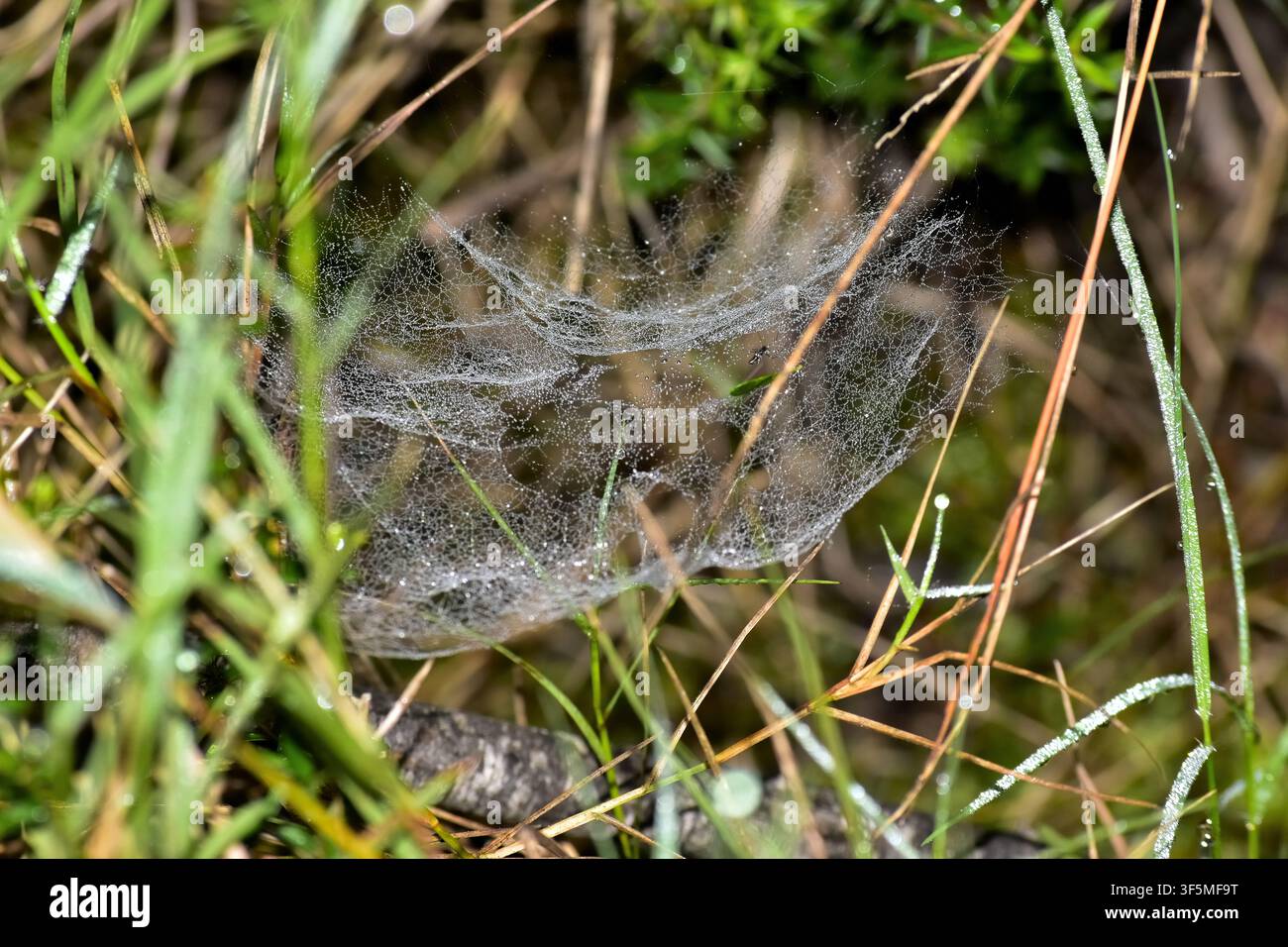 Una delicata ragnatela simile a un foglio riposa tra i fili d'erba, i suoi sottili fili di seta sono ricoperti da minuscole gocce di rugiada che brillano dolcemente alla luce naturale. Foto Stock