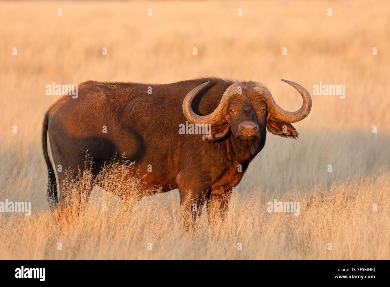 Un toro di bufalo africano (Syncerus caffer) in piedi in una prateria aperta, Parco nazionale di Mokala, Sudafrica Foto Stock