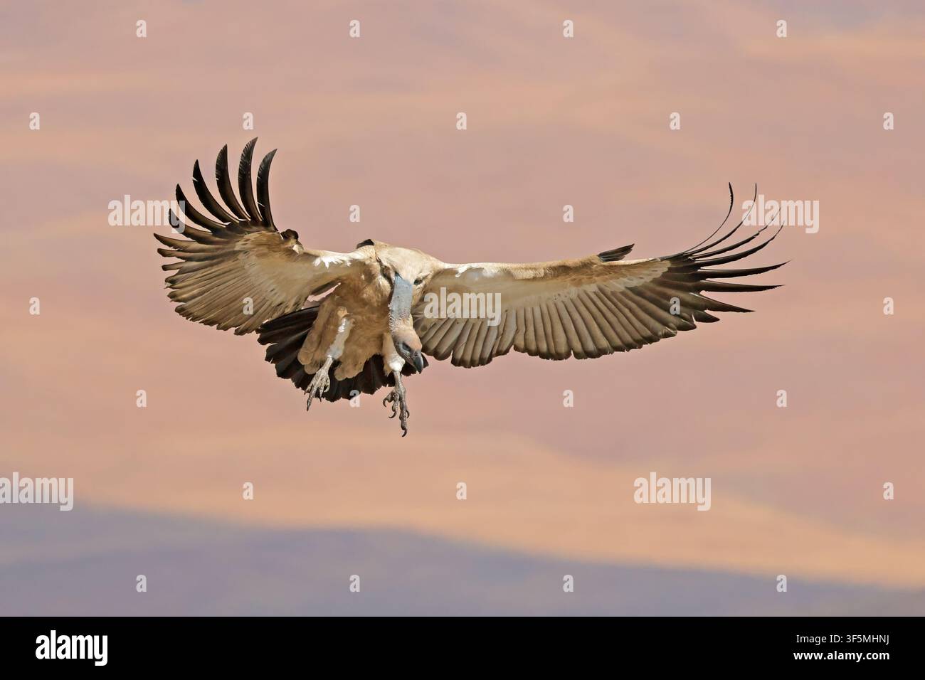 Un avvoltoio del Capo (Gyps coprotheres) in pericolo di estinzione che atterra con le ali aperte, Sudafrica Foto Stock