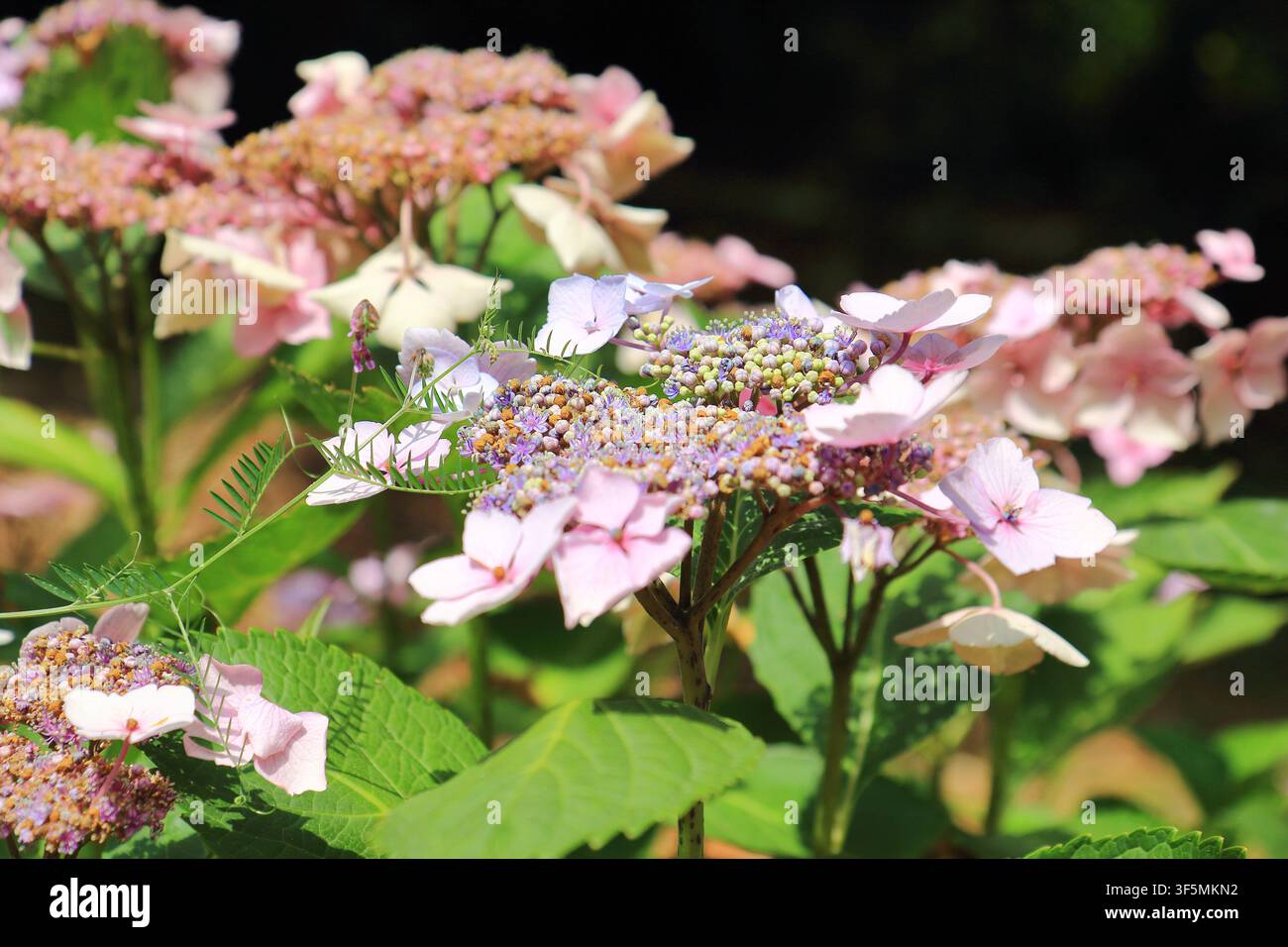 Vista ravvicinata di Hydrangea Macrophylla Foto Stock