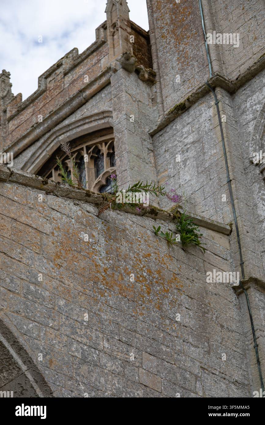 Epilobio a foglie strette (Chamaenerion angustifolium) che cresce sul muro della Chiesa di Santa Maria Maddalena, Gedney, Lincolnshire, luglio 2026 Foto Stock