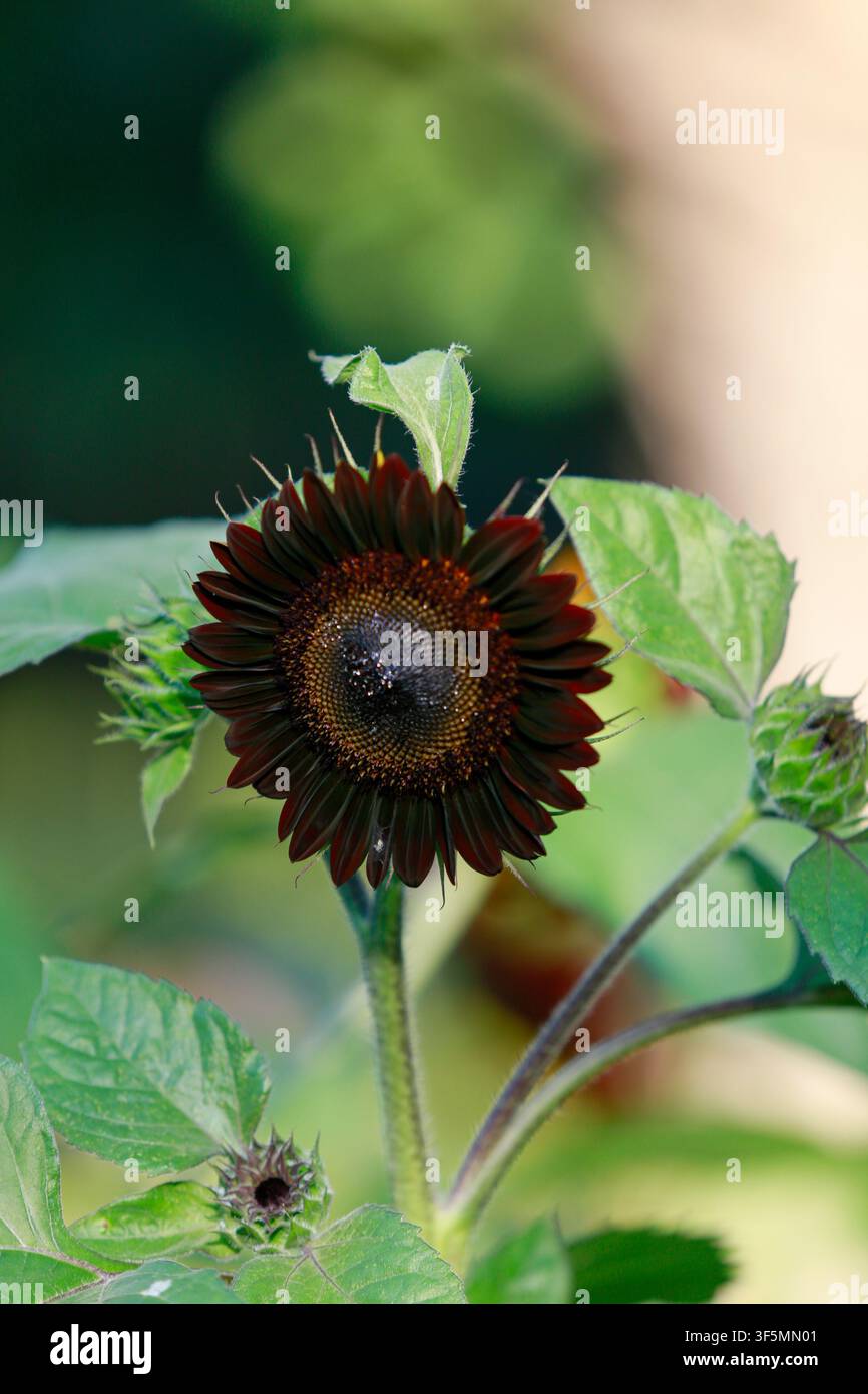 Girasole scuro che cresce tra foglie verdi Foto Stock