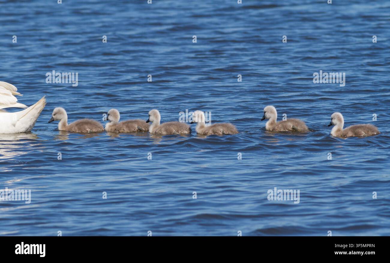 Una fila di piccoli cignetti muti che nuotano insieme sull'acqua blu del fiume. Graziosi uccelli selvatici appena nati in ambiente naturale. Foto Stock