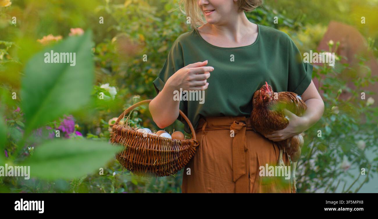 Il custode raccoglie le uova dalle cassette nido tenendo delicatamente un pollo nelle vicinanze. Donna porta una gallina domestica e un cesto con uova fresche di fattoria all'aperto Foto Stock