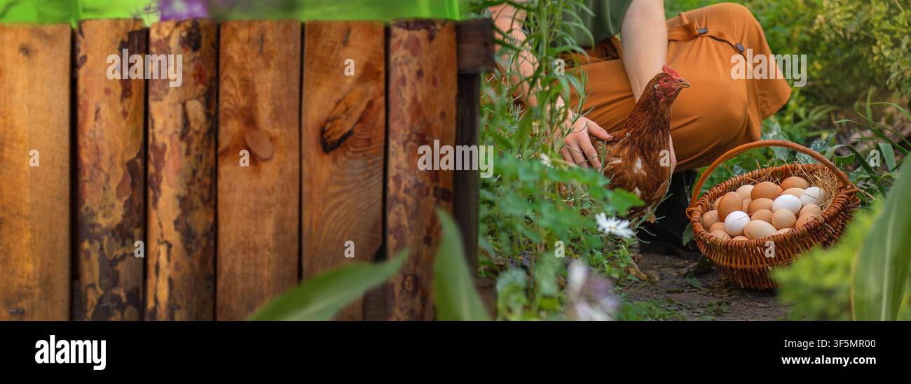 Uova appena raccolte, polli a libero pascolo e agricoltura ecologica rappresentano pratiche agricole responsabili. Donna agricola che tiene una gallina e un cesto di fresco Foto Stock