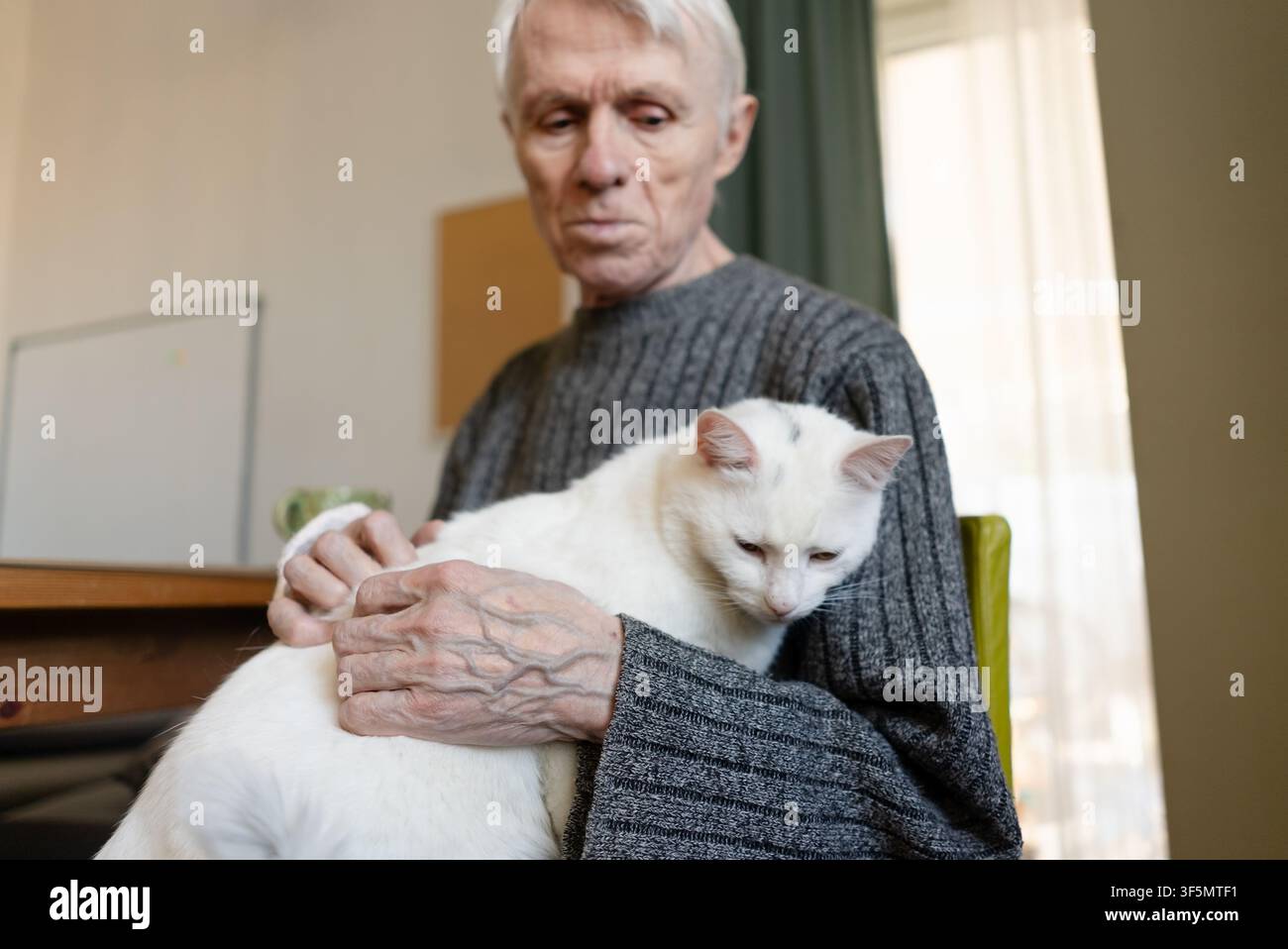 Uomo anziano che tiene un gatto bianco in grembo su una sedia in casa. Possessore di animali anziano che culla il felino con conforto e calore rilassato. Nonno che si gode un tranquillo momento di svago domestico con il suo amato compagno Foto Stock