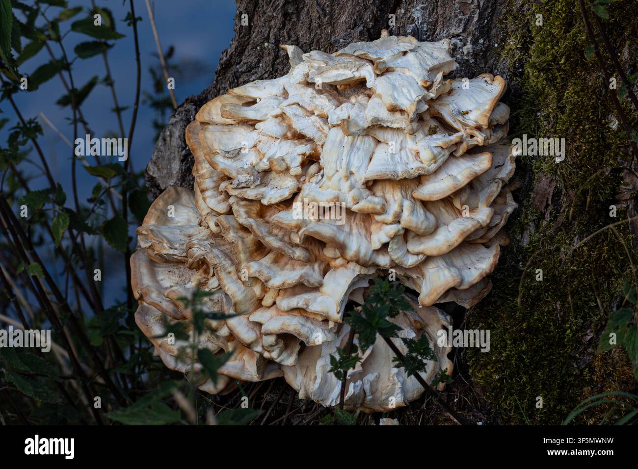 Grande fungo a forma di corba che cresce su un tronco d'albero in una foresta temperata. Foto Stock