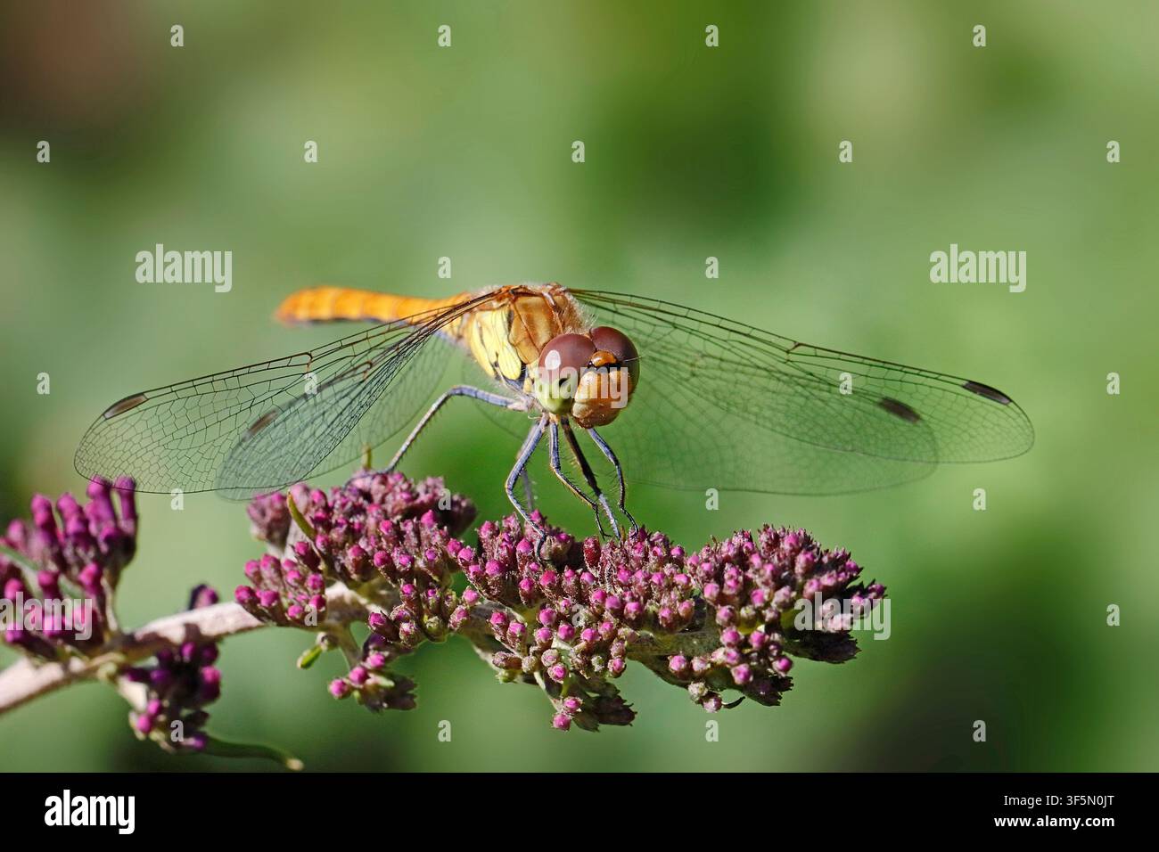 Una libellula mosaico blu-verde si posa sui fiori di un cespuglio farfalla Foto Stock
