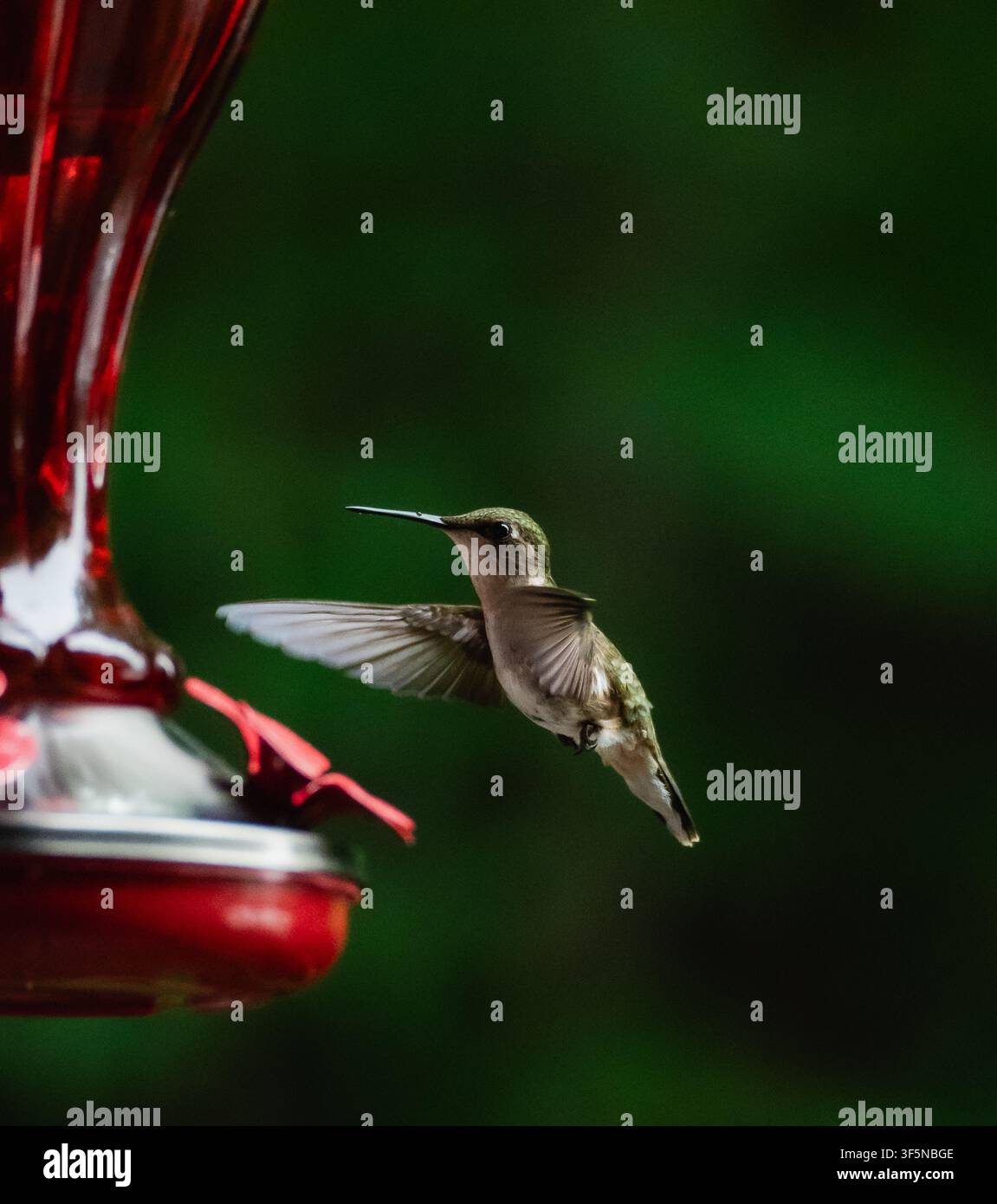 Piccolo colibrì volteggia vicino a una mangiatoia rossa per nettare Foto Stock