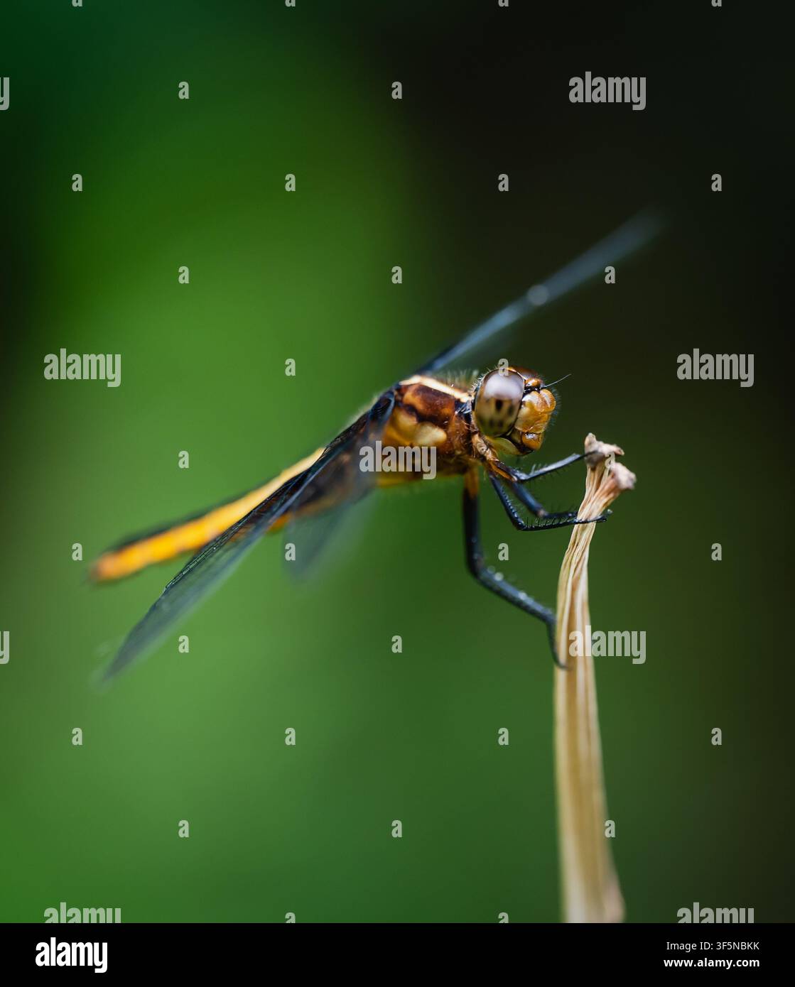 Libellula gialla che riposa su uno stelo di pianta Foto Stock