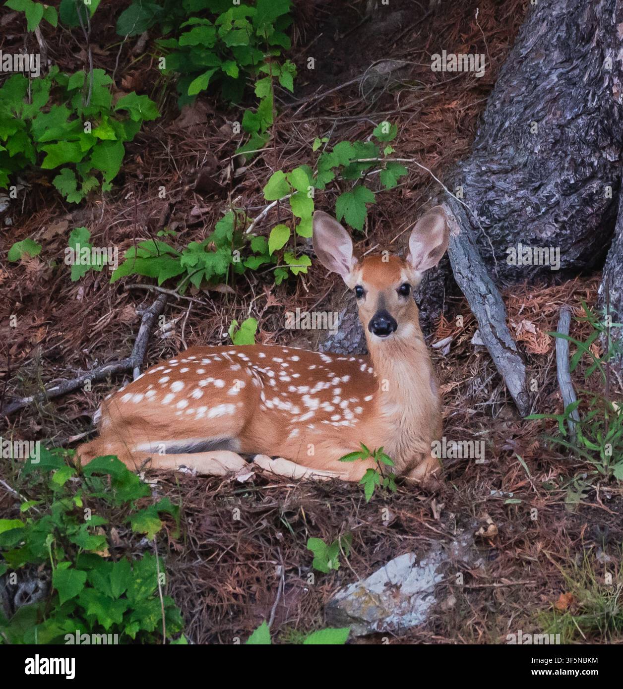 Cerbiatta macchiata che riposa tranquilla nel bosco in Canada Foto Stock