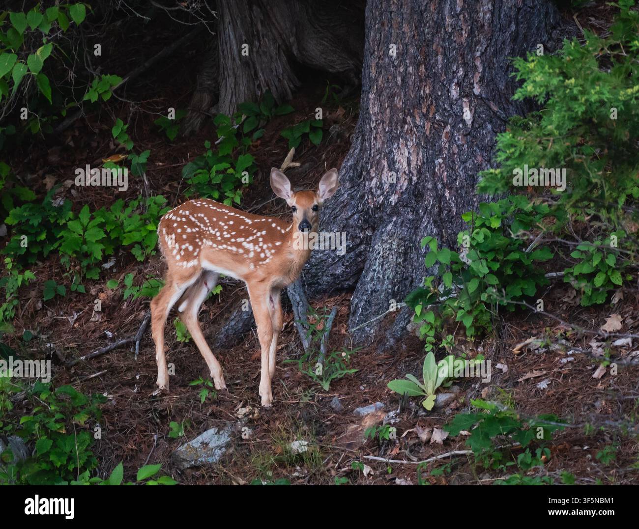 Cerbiatto curioso con coda bianca maculata nella foresta del Canada Foto Stock