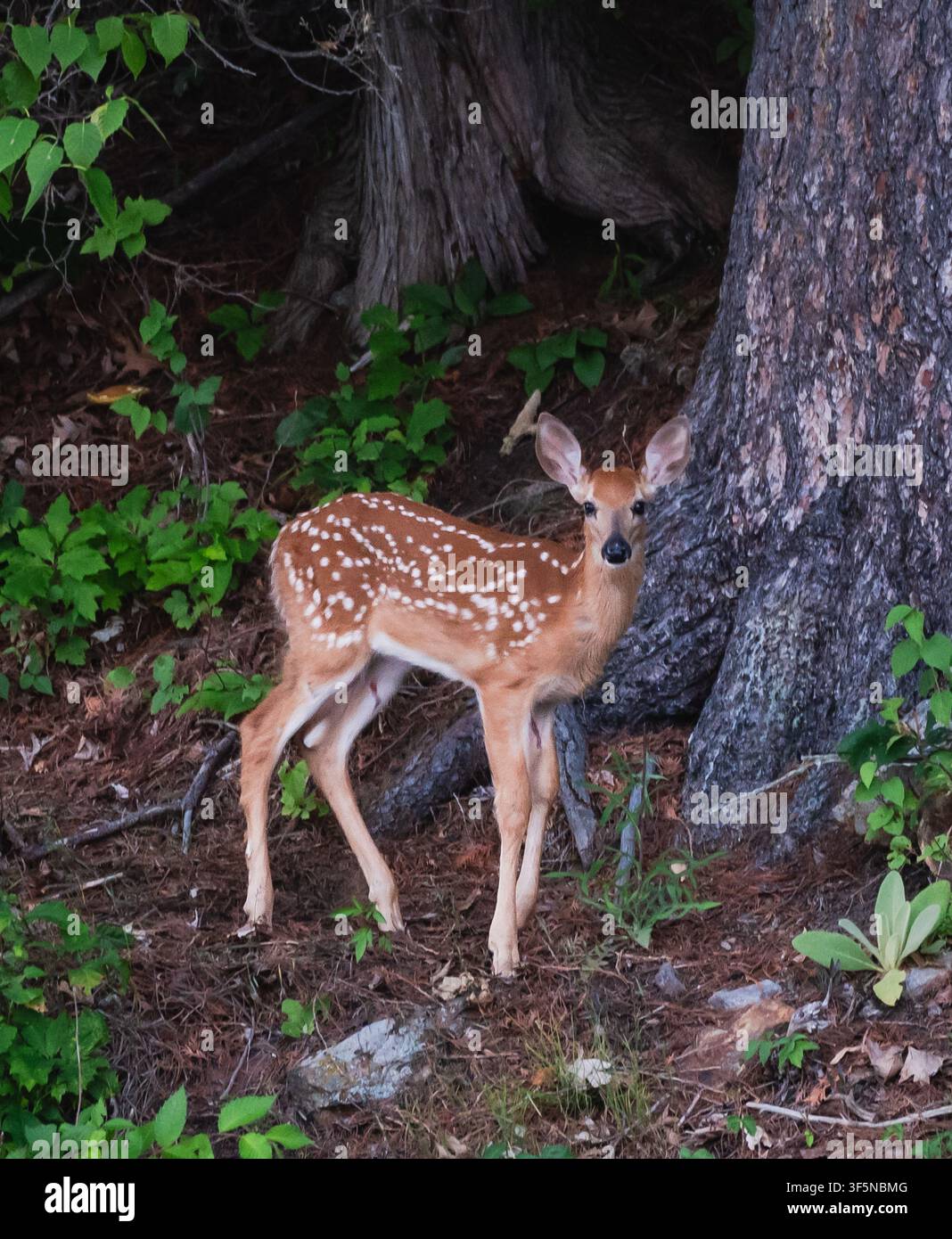 Faono curioso con coda bianca nel bosco dell'Ontario, Canada Foto Stock