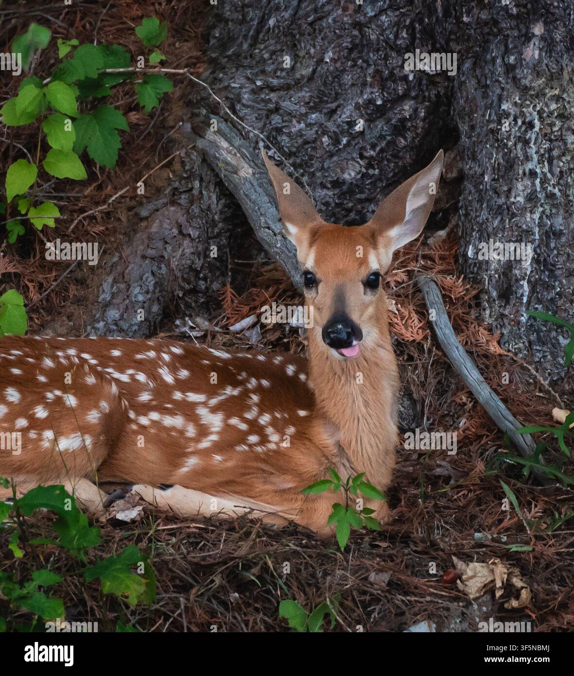 Grazioso cerbiatto maculato riposa nella foresta con la lingua fuori Foto Stock