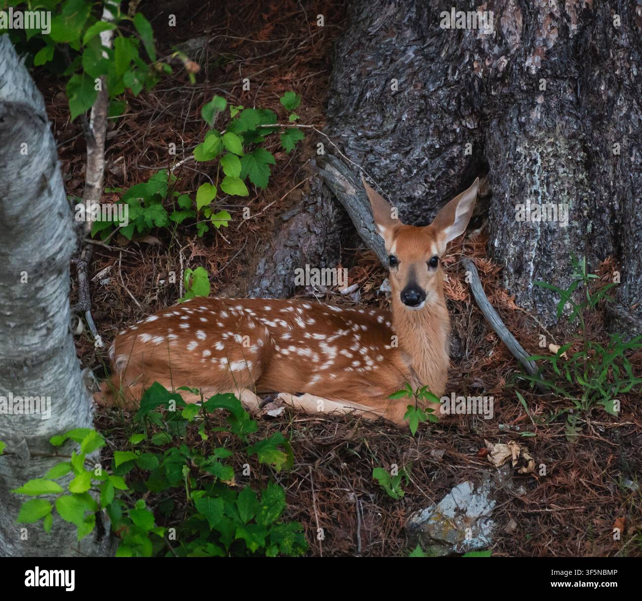 Un cerbiatto maculato riposa sul suolo della foresta Foto Stock