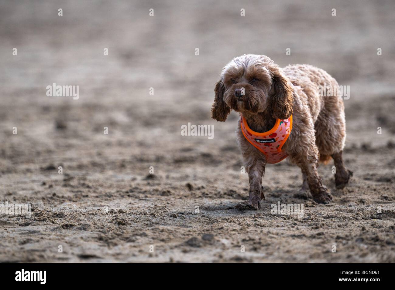 Piccolo cane soffice, color sabbia, su una spiaggia di sabbia, in piedi e che guarda, con un'imbracatura arancione brillante. Foto Stock