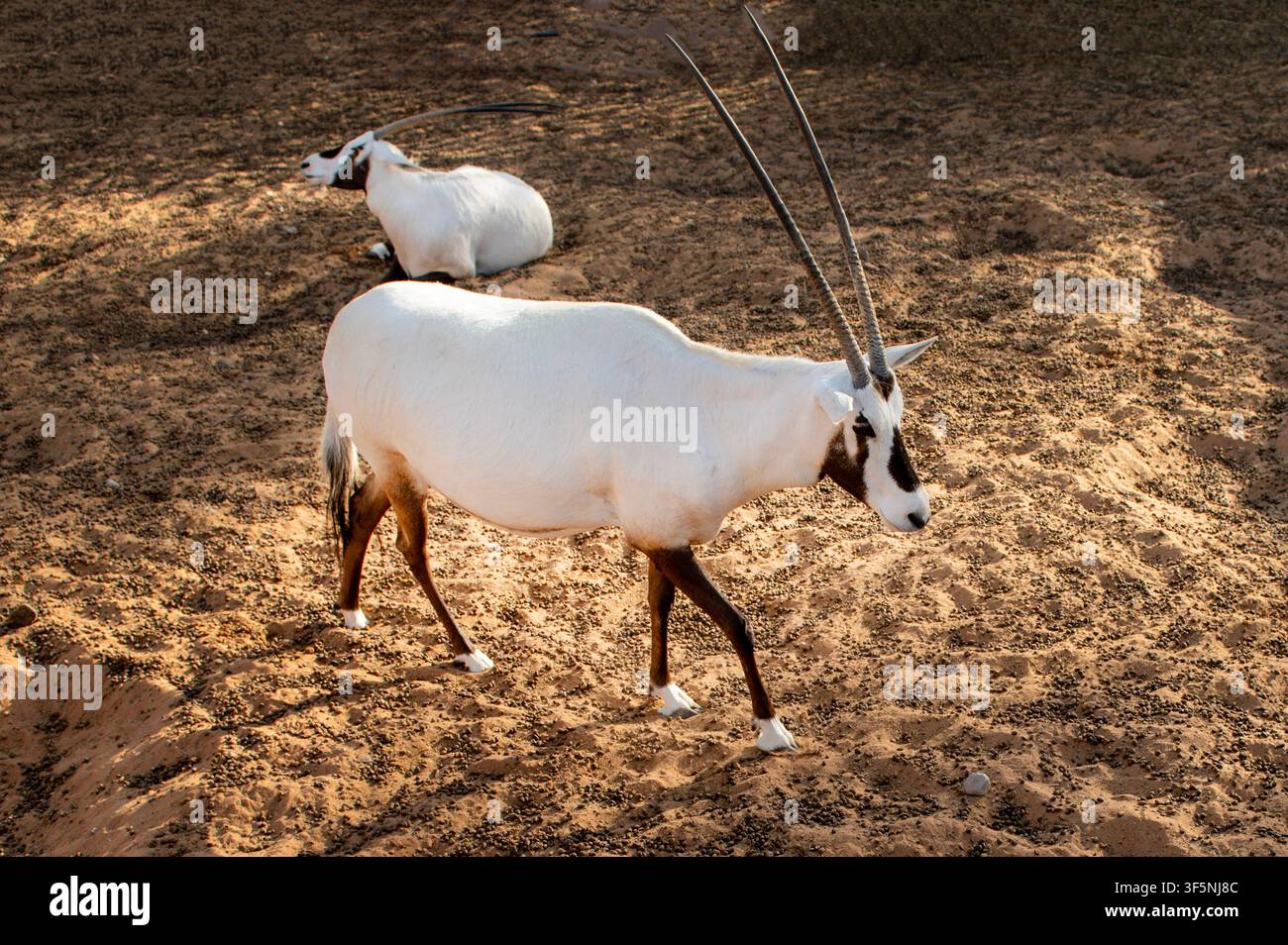 L'orice Arabo o orice bianco è un'antilope di medie dimensioni con un rilievo a spalla distinto, corna lunghe e diritte e una coda tufted. Foto Stock
