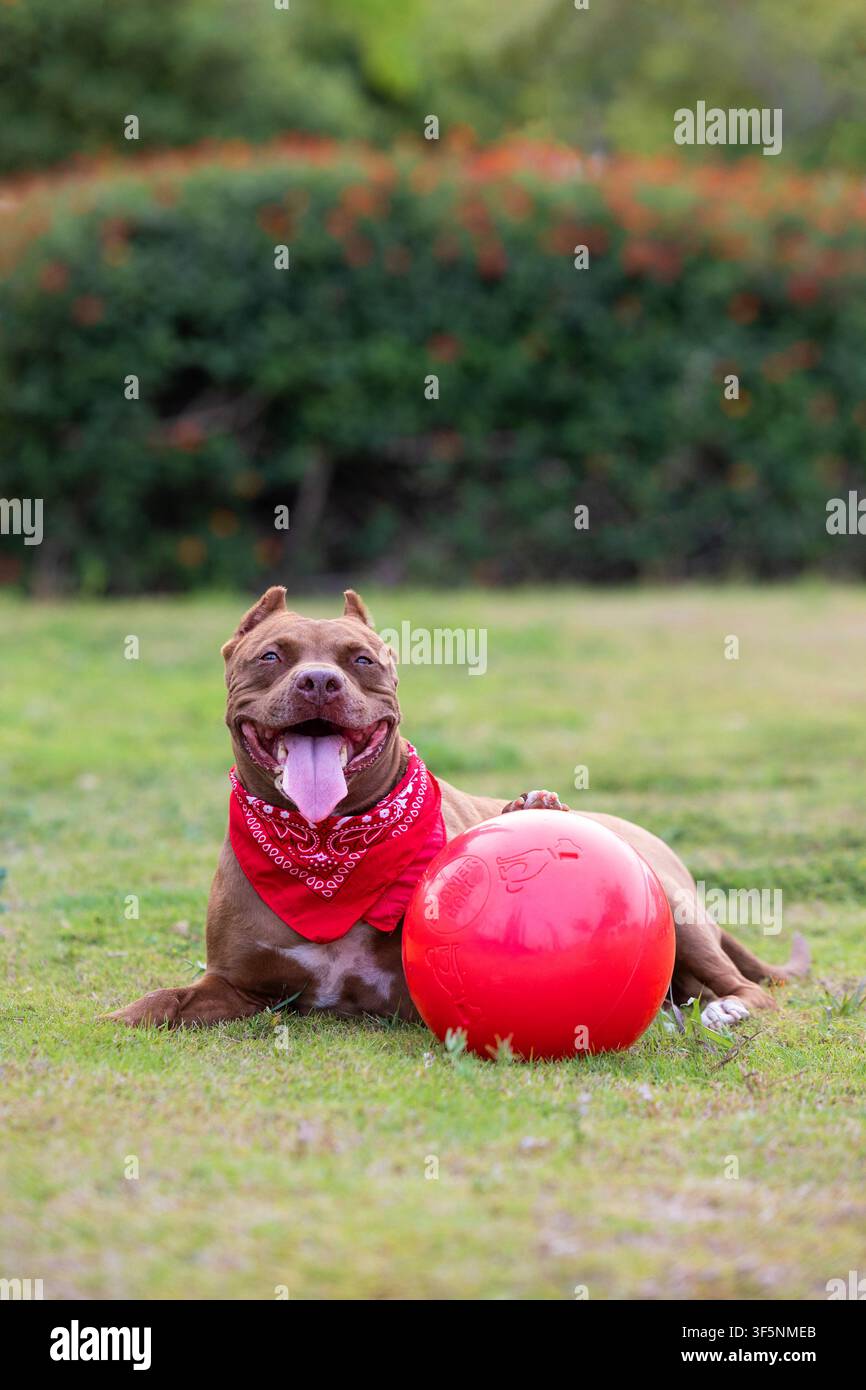 Cane Pitbull nel parco con una palla grande Foto Stock