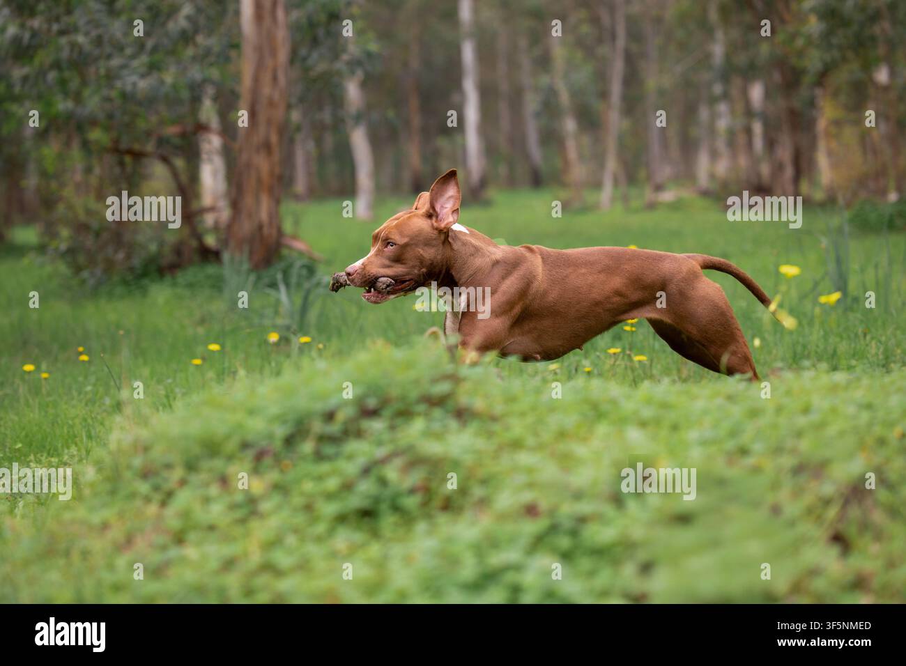 Cane Pitbull che corre felicemente nella natura Foto Stock