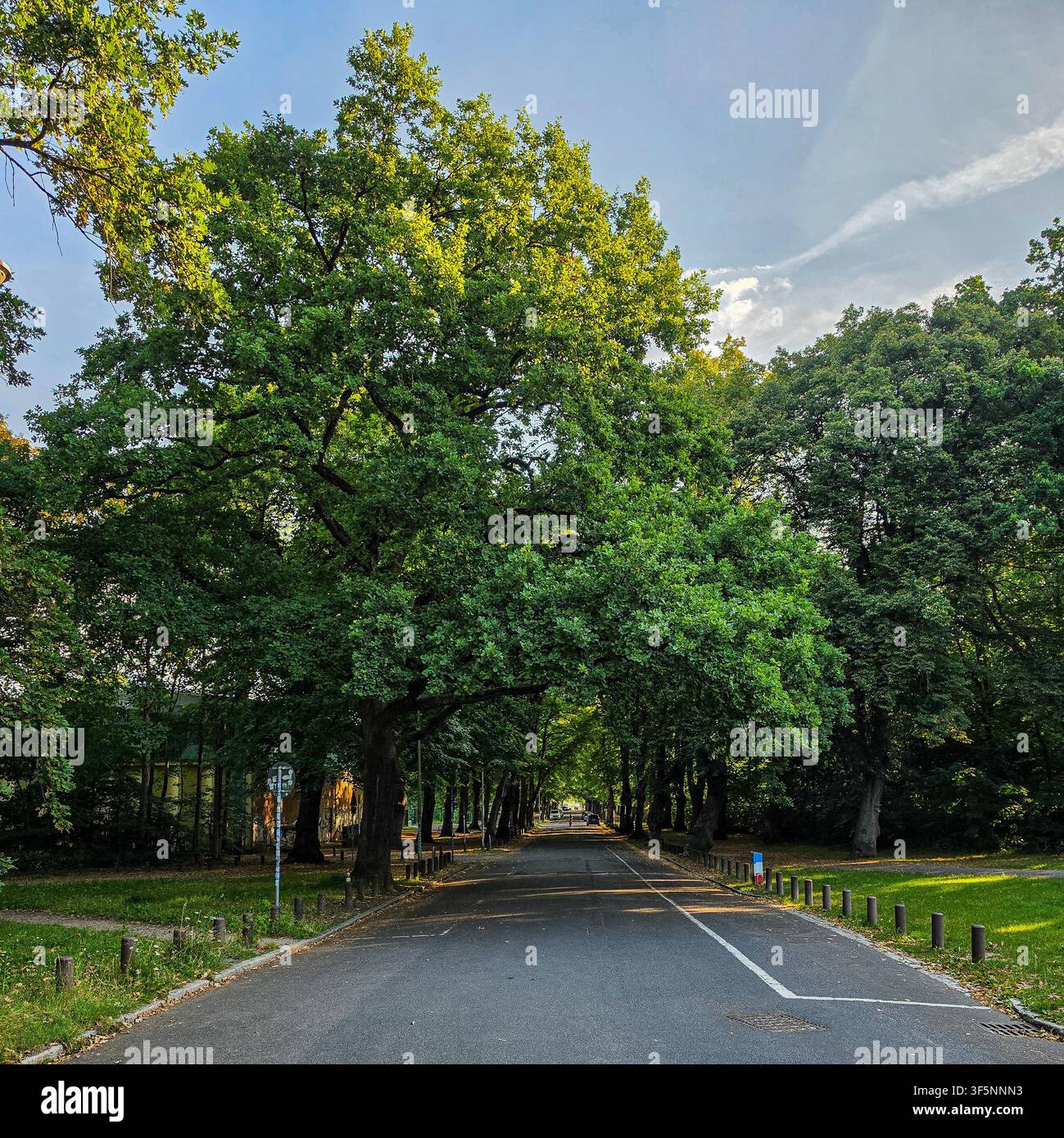 viale urbano alberato con una chioma verde rigogliosa in una giornata estiva soleggiata Foto Stock