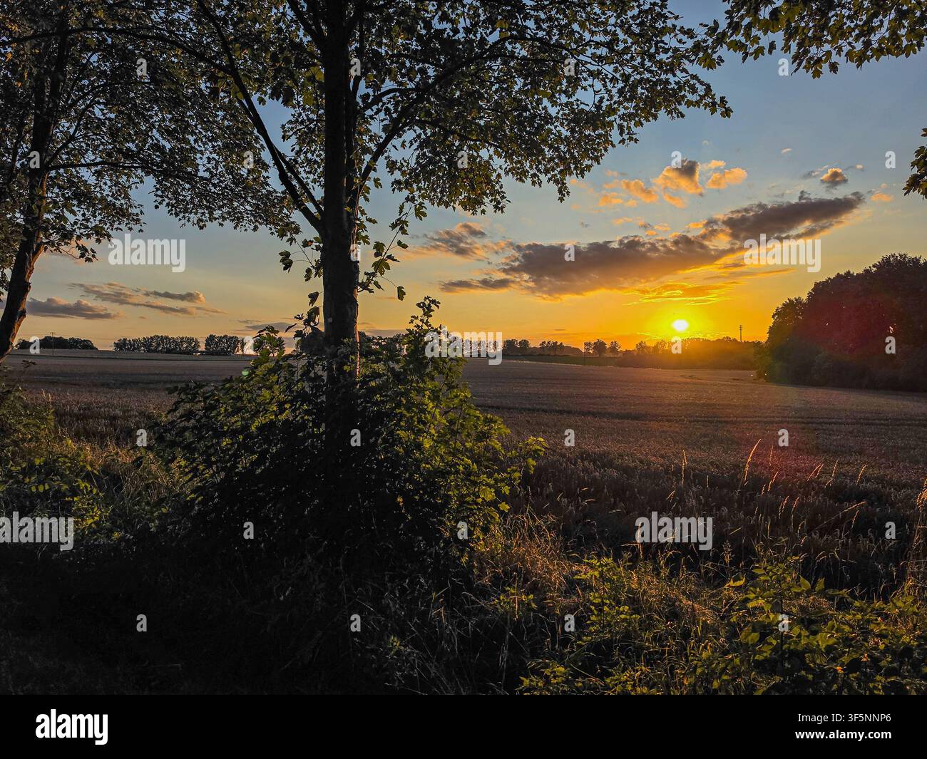 tramonto dorato su un campo di campagna tranquillo incorniciato dagli alberi e illuminato dalla luce serale Foto Stock