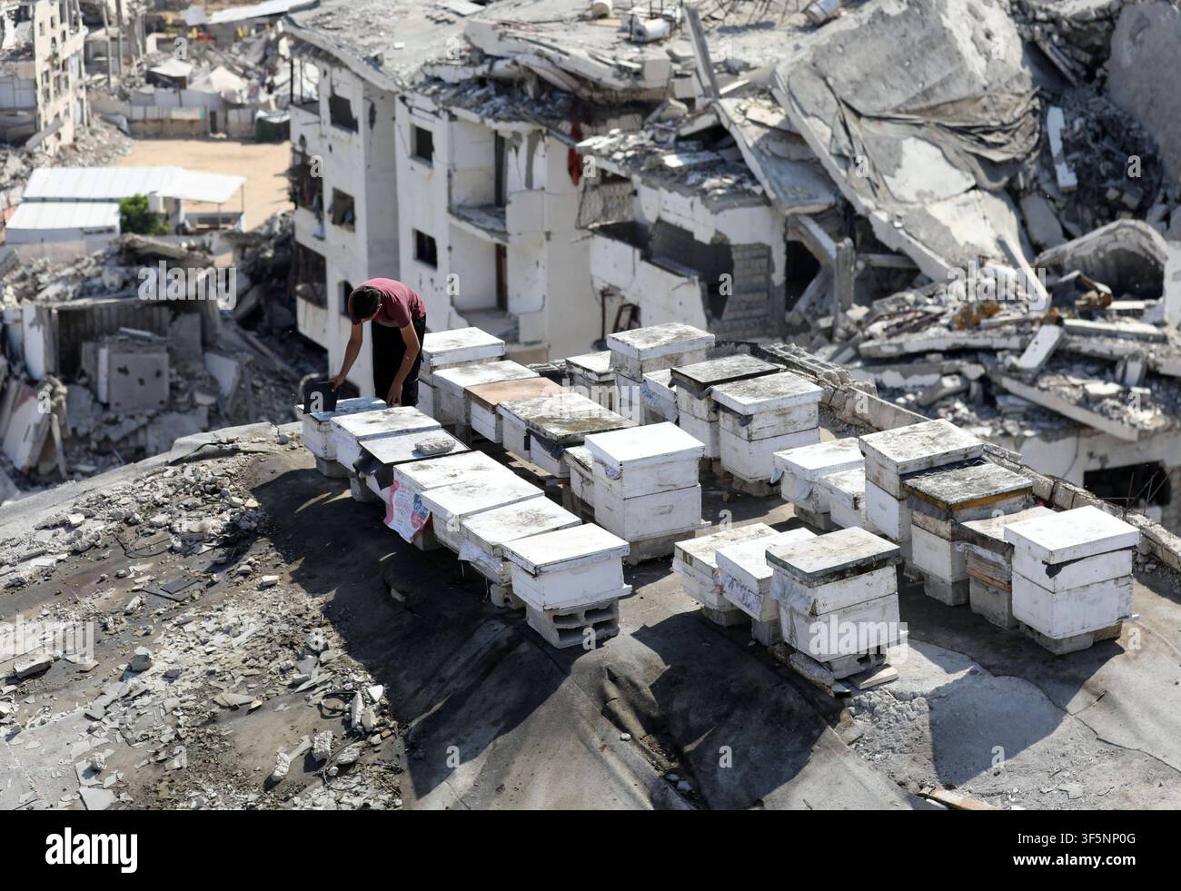 Gli alveari rimangono sulla sommità di un edificio danneggiato a Gaza City nonostante la guerra Gli alveari sono visibili sul tetto di un edificio residenziale danneggiato dalla guerra nel quartiere di Tel al-Hawa di Gaza City il 3 agosto 2026, dove l'apicoltore palestinese Ibrahim Naji Al-Dabba, assistito dai suoi figli, continua a prendersi cura delle sue ultime arnie. Gli apicoltori dicono che la guerra in corso ha sfollato molti di loro e causato carenze di attrezzature e un calo del numero di alveari, minacciando il futuro di una delle più antiche professioni tradizionali della Striscia di Gaza. Foto di Bilal Osama apaimages Gaza City Striscia di Gaza Territorio palestinese Foto Stock