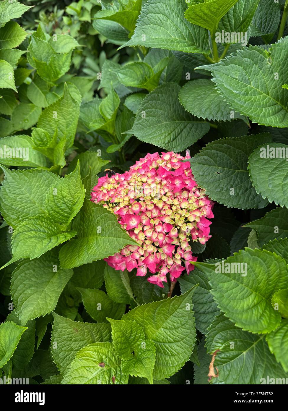 Fiore di ortensia rosa circondato da foglie verdi lussureggianti in un giardino - Immagine stock catturata con smartphone