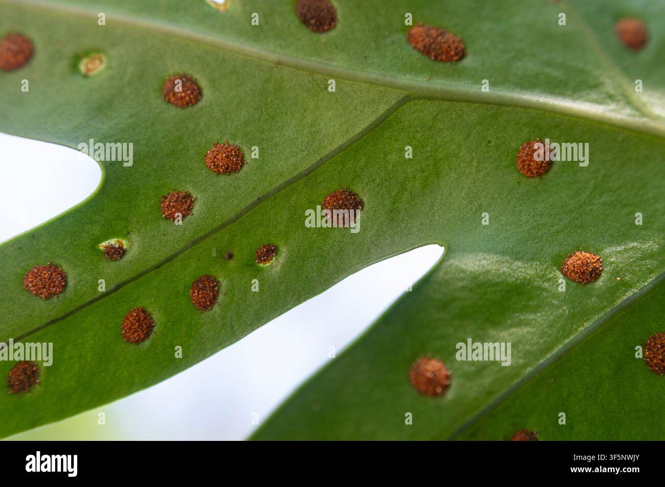 Fotografia macro ad alta risoluzione che mostra più motivi di sori rotondi sulla superficie verde brillante di una foglia di Microsorum punctatum Foto Stock