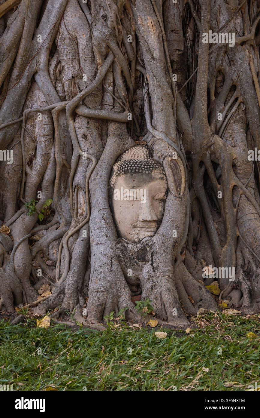 Iconica testa di Buddha avvolta nelle radici di un albero al Wat Mahathat di Ayutthaya, Thailandia. Foto Stock