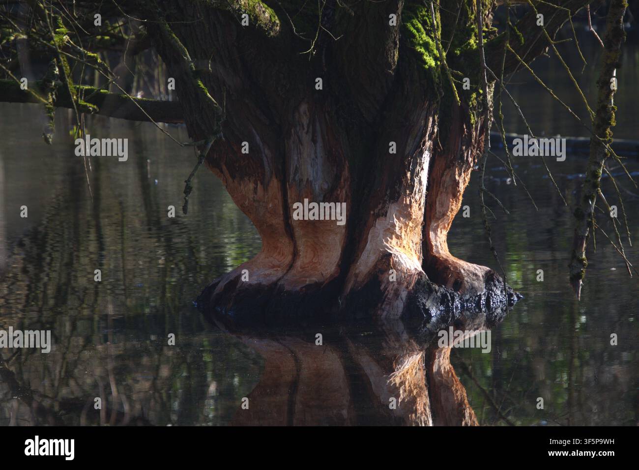 Castoro che rosicchia tracce su un tronco d’albero allagato nella valle del Wurm vicino a Herzogenrath Foto Stock
