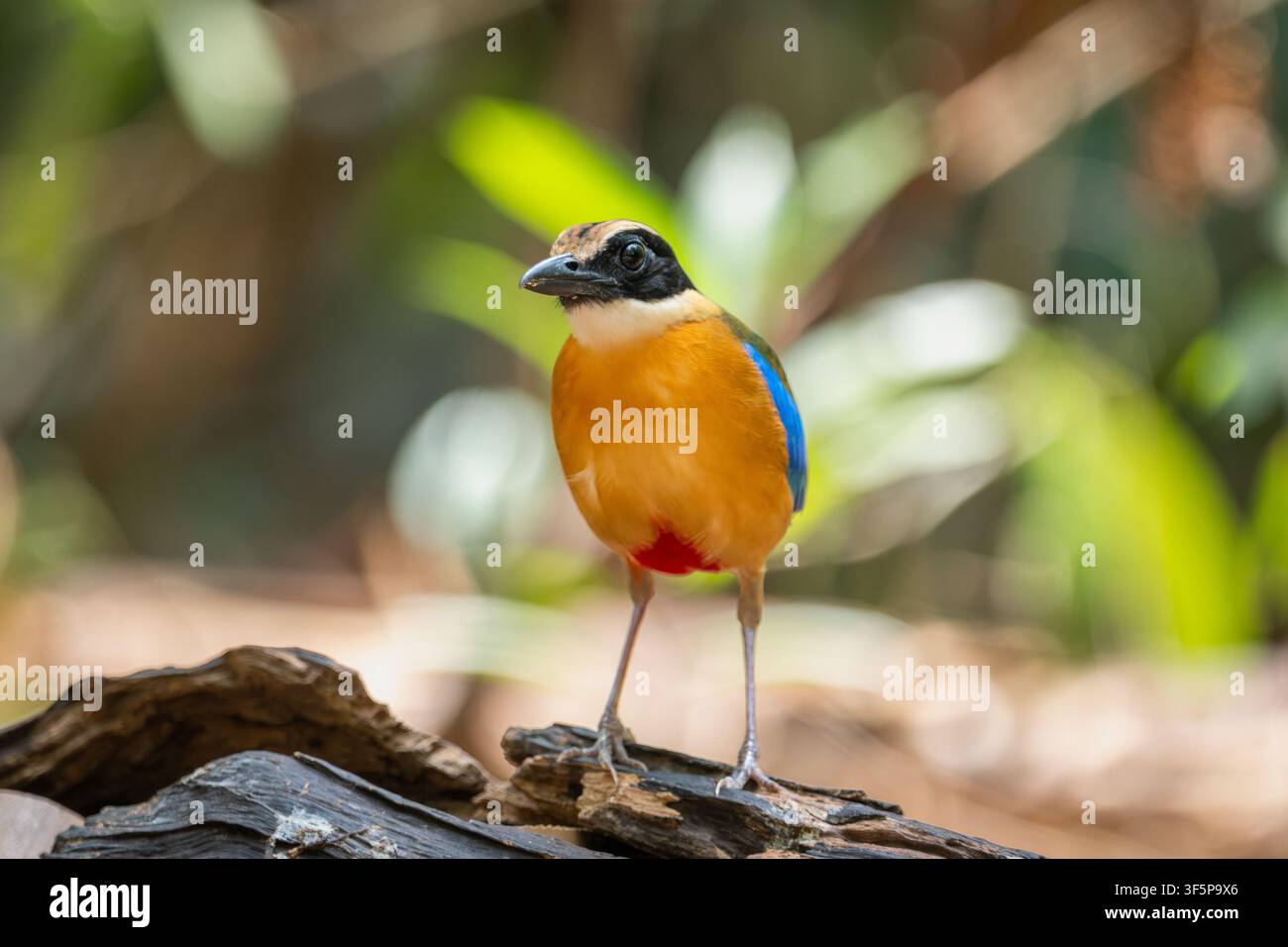 Pitta dal codino blu in piedi sul suolo della foresta di Ma Da, Dong Nai, Vietnam. Foto Stock