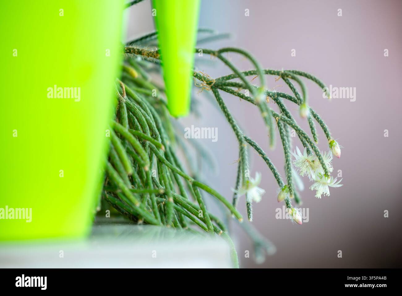 Piante succulente verde con fiori bianchi in un vaso di plastica luminoso Foto Stock