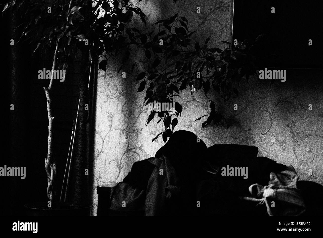 Vista interna in bianco e nero di una grande pianta d'appartamento frondosa posizionata accanto alla carta da parati a motivi in una stanza buia con sagome sfocate di mobili Foto Stock