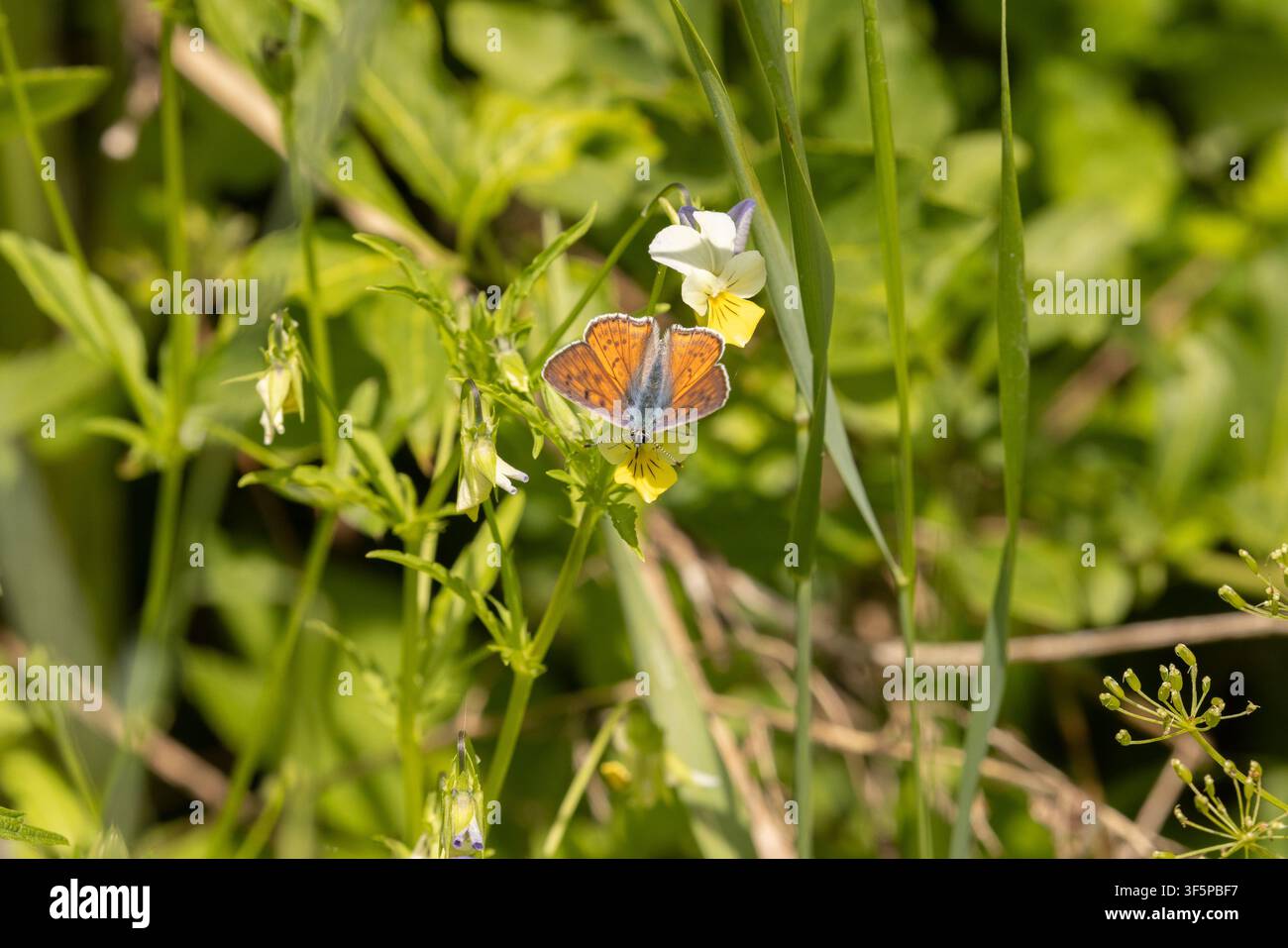 Maschio a farfalla in rame viola - Lycaena alciphron Foto Stock