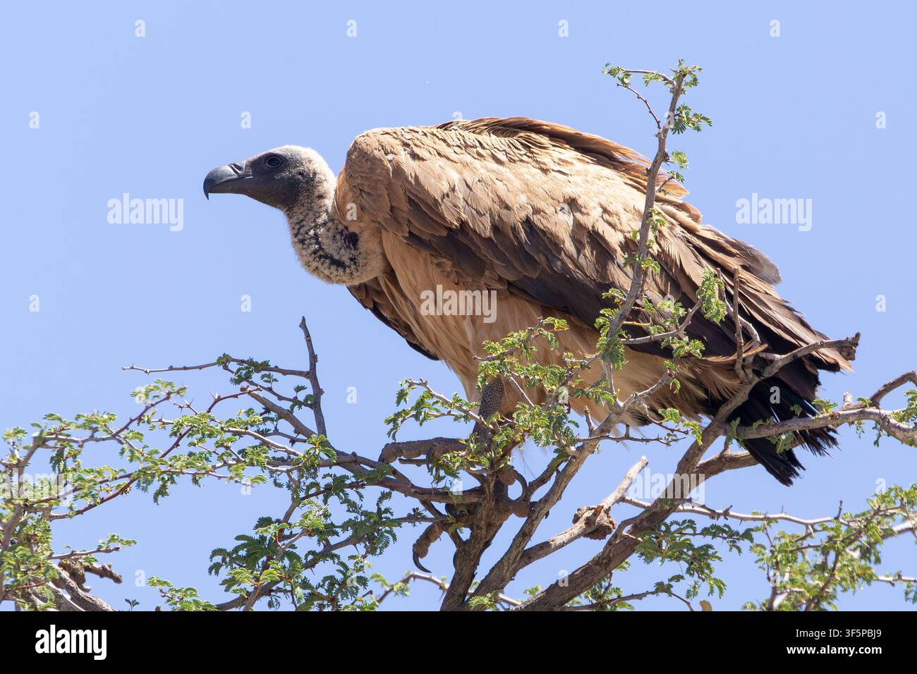 White-backed Vulture (Gyps africanus) Kglagadi TransFrontier Park, Kalahari, Capo del Nord, Sud Africa. Elenco Rosso di IUCN specie criticamente minacciate Foto Stock