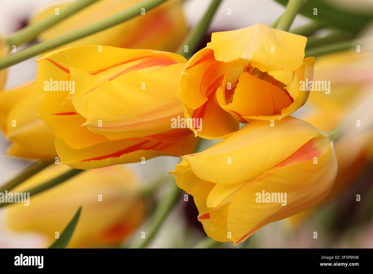 Tulipi gialli brillanti con petali a strisce rosse Foto Stock
