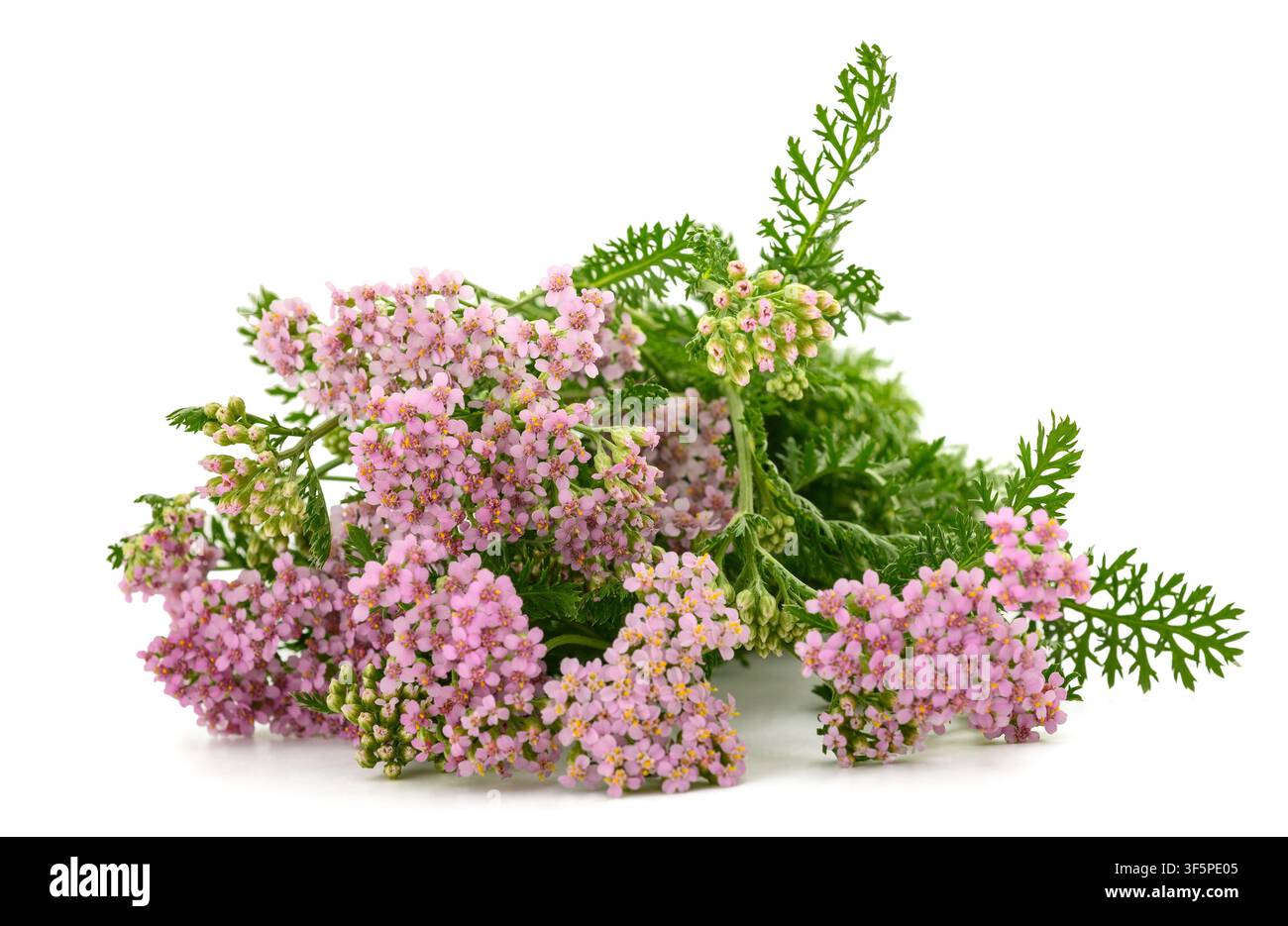 Fiori di yarrow rosa isolati su sfondo bianco Foto Stock