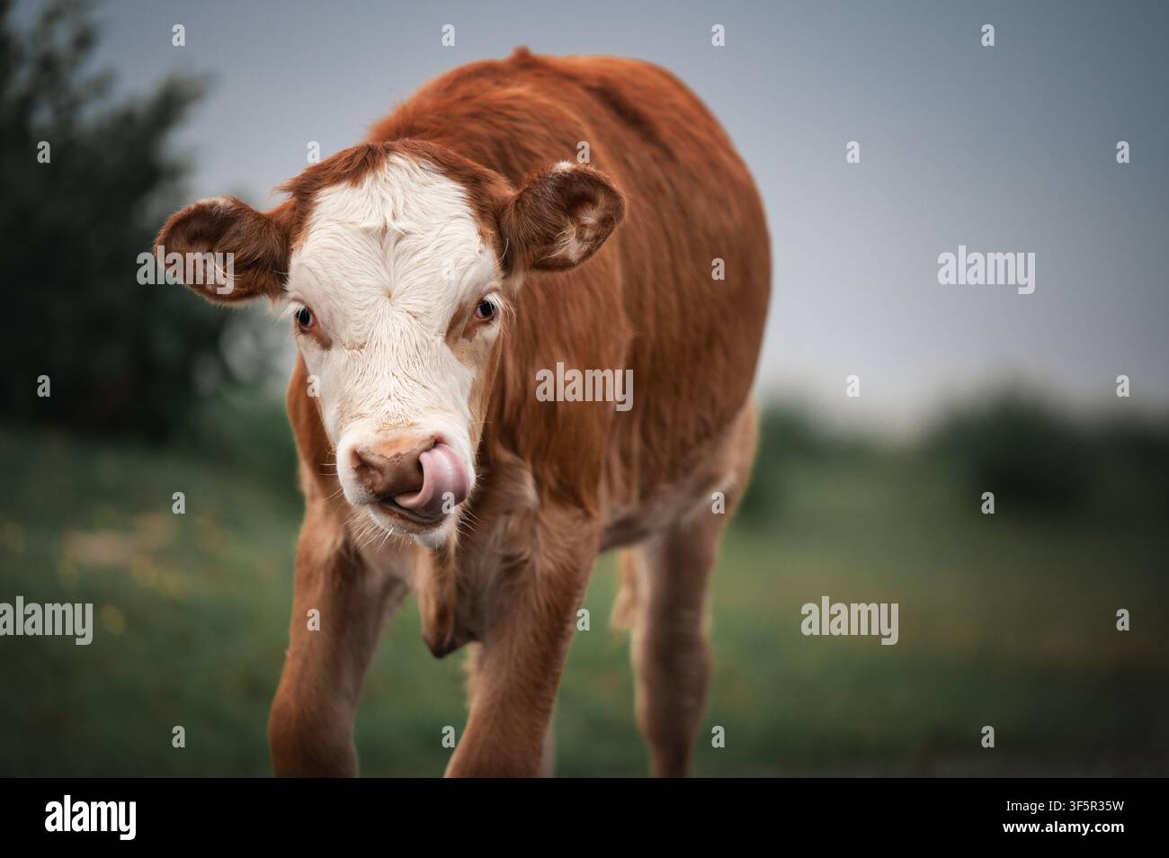 Adorabile vitello Hereford giovane con faccia marrone e bianca che si lecca il naso, ritratto in primo piano con sfondo sfocato verde morbido, ambientazione rurale di fattoria Foto Stock