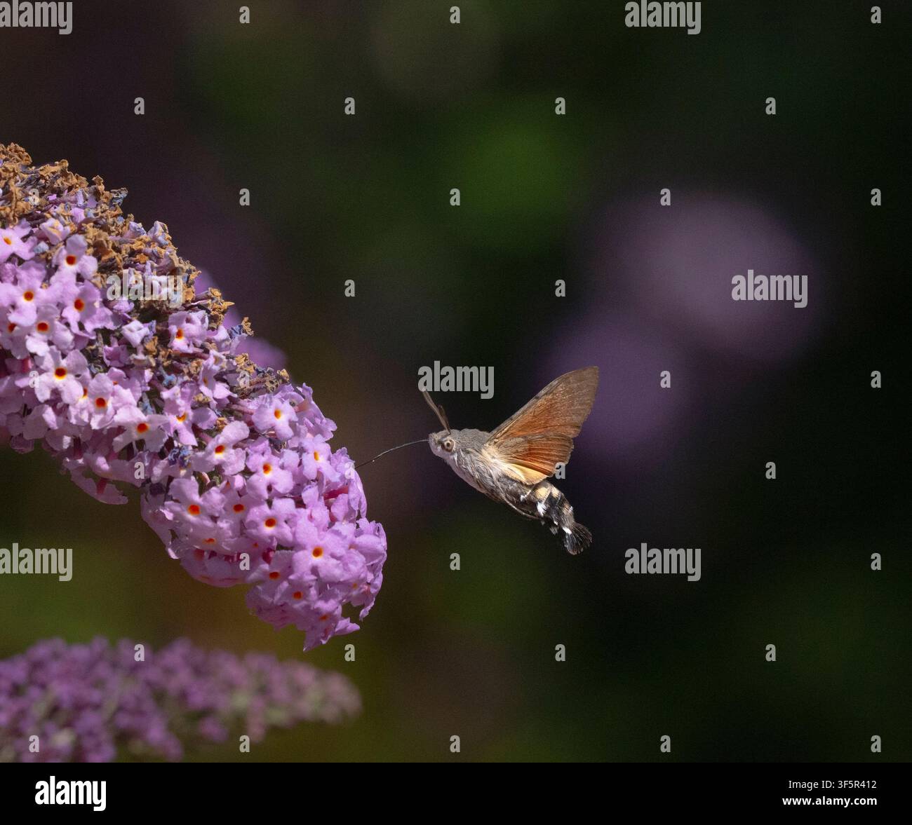 Falena colibrì - Macroglossum stellatarum che si nutre di Buddleja davidii estate agosto Foto Stock