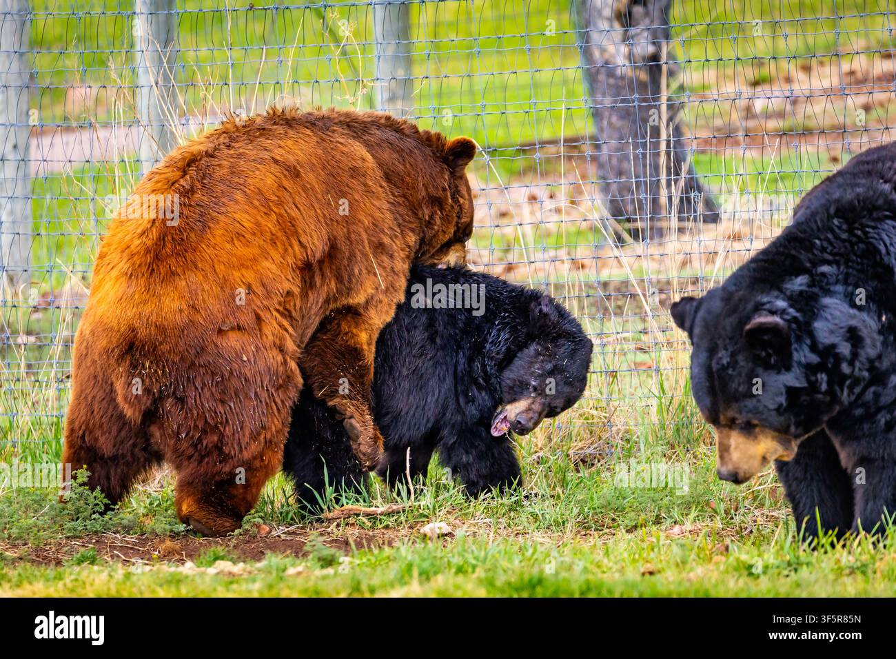Orsi neri in fase cannella e nera che si accoppiano nell’erba di un recinto di santuario per la fauna selvatica Foto Stock