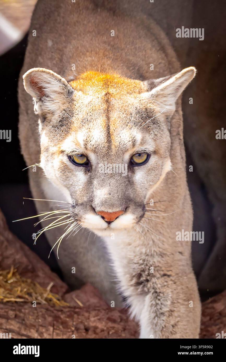 Vista ravvicinata di un puma che emerge da una tana rocciosa mostrando il comportamento della fauna selvatica, l'habitat naturale e la consapevolezza del predatore Foto Stock