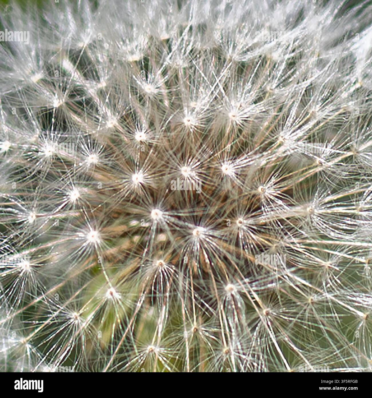 Prima abstracta di una testa di tarassaco che semina Foto Stock
