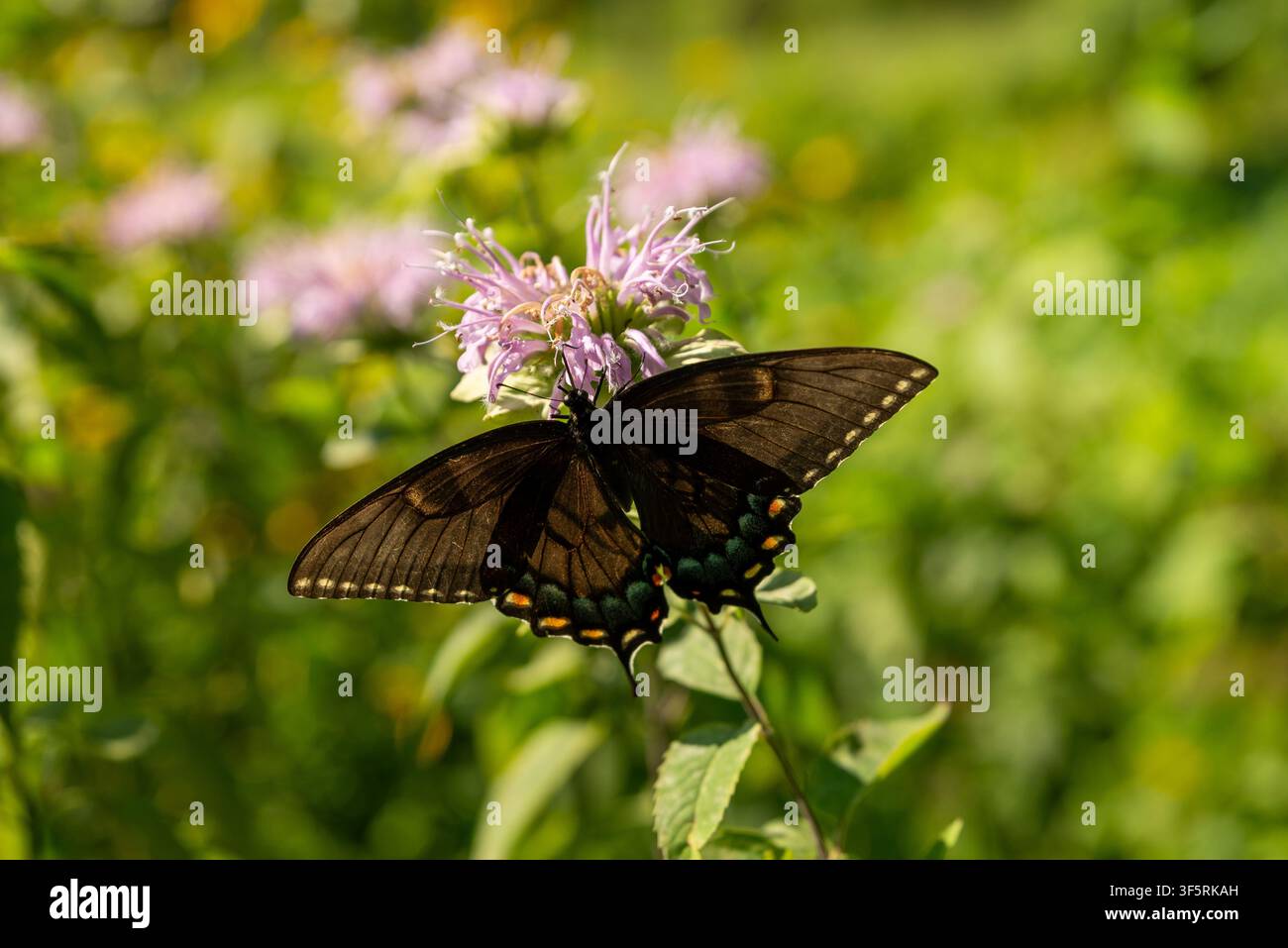 Femmina morfo scuro di farfalla tigre dell'Est (Papilio glaucus) che si nutre su un fiore di balsamo delle api, evidenziando le sue ali scure distintive Foto Stock