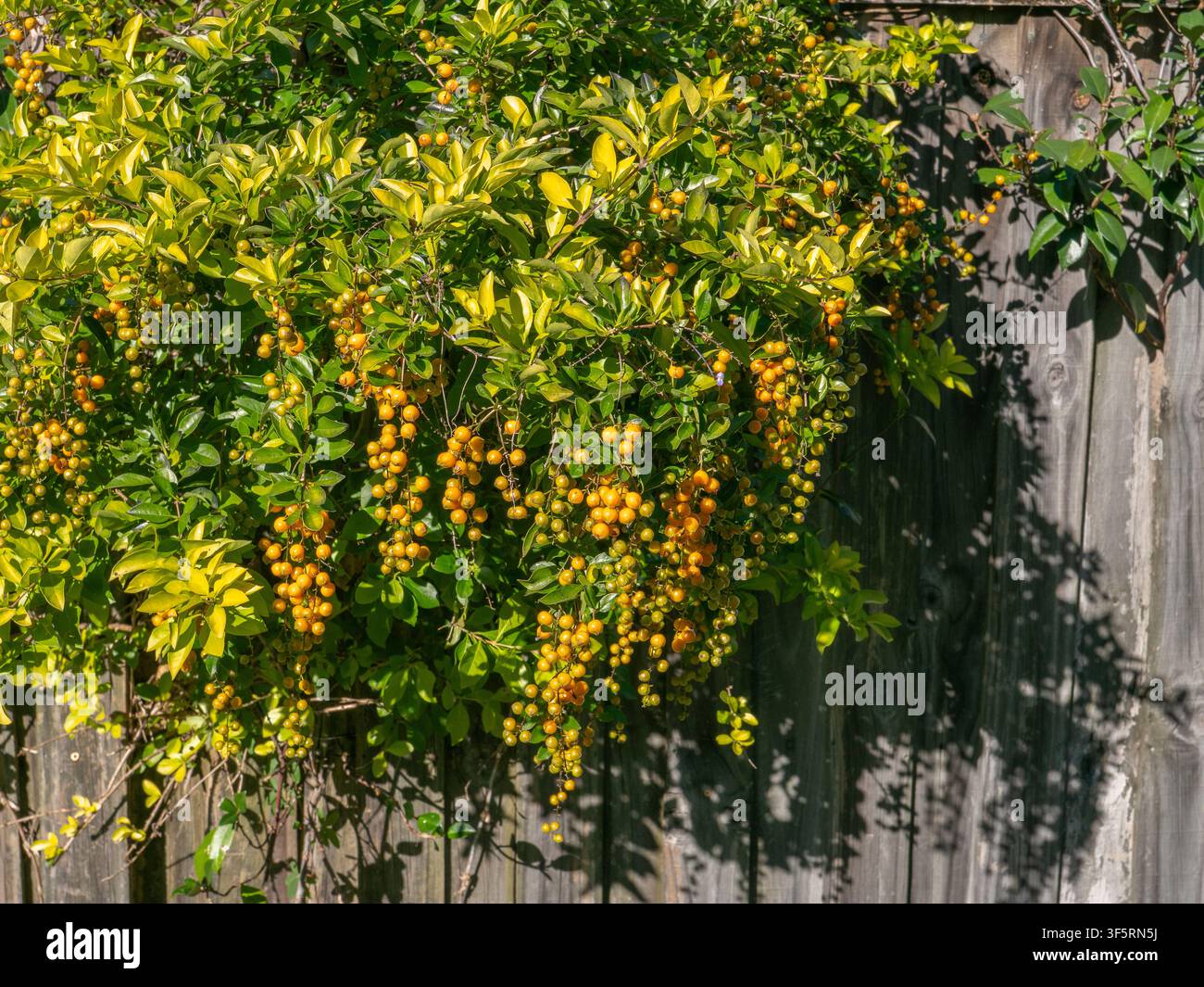 Cespuglio di goccia dorata con bacche giallo brillante che crescono su una recinzione di legno Foto Stock