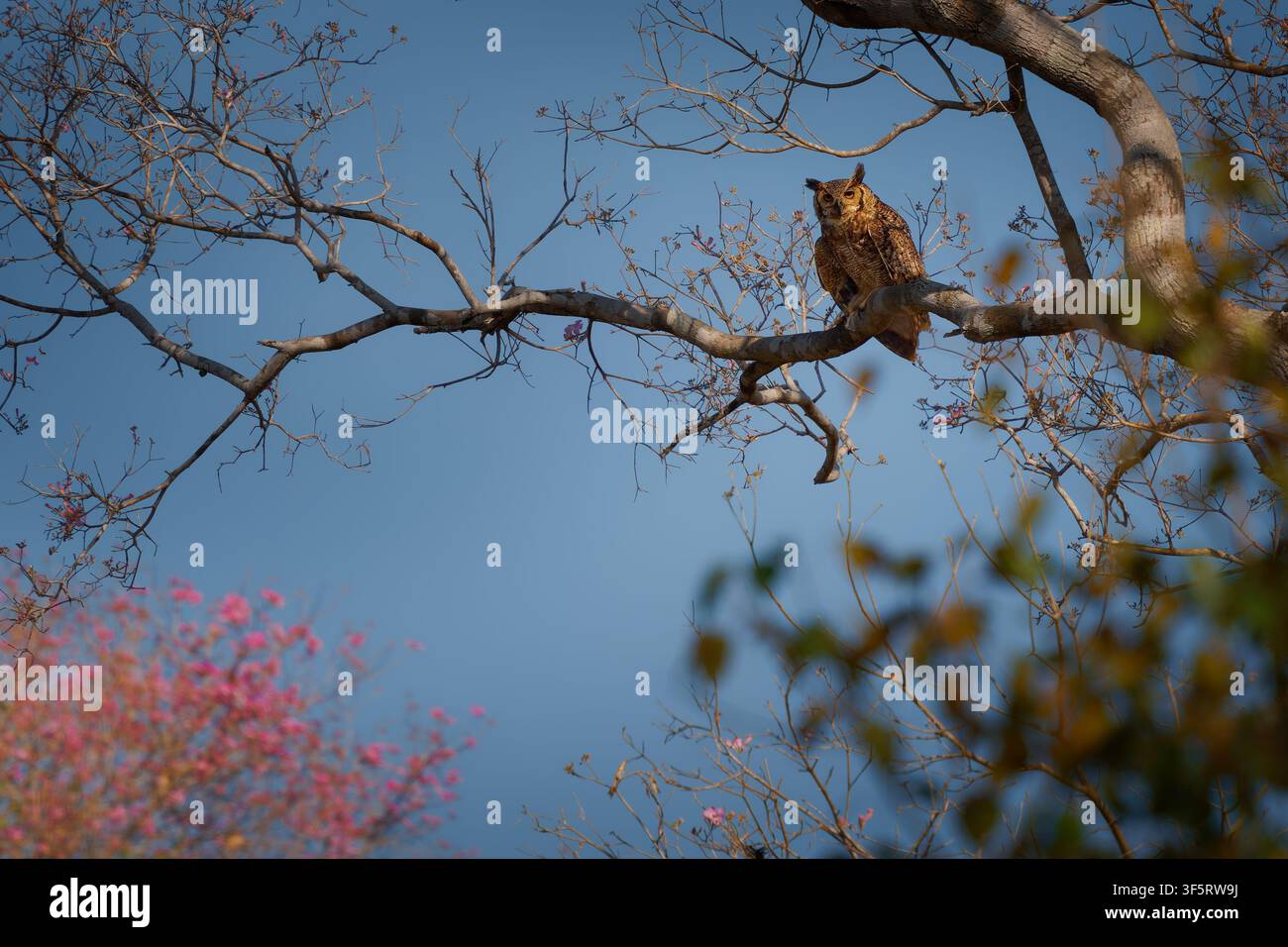 Gufo reale Bubo virginianus appollaiato su un ramo di un albero a trombetta rosa in fiore, piume marroni maculate con ciuffi auricolari, potente uccello rapace notturno Foto Stock