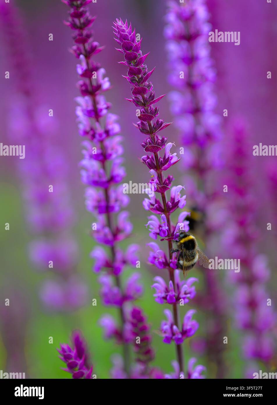 Salvia, una pianta impollinatrice per api e farfalle con ape nutrice. North Norfolk, Regno Unito Foto Stock