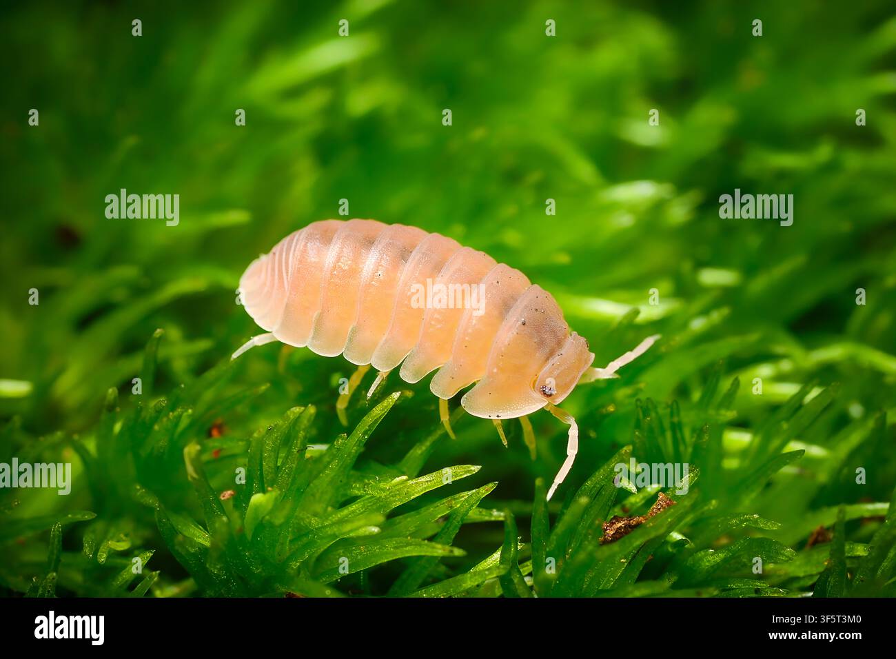 Cubaris murina Papaya morph isopode che striscia su muschio verde vibrante e corteccia d'albero, fotografia macro dettagliata del crostaceo cloporte tropicale rosa Foto Stock